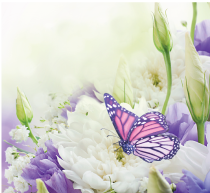 Butterfly on a flower